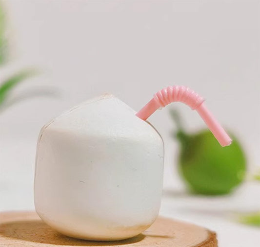 ココナッツ ミニチュア 食品サンプル