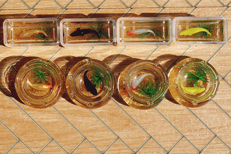 ミニチュア 水槽 アクアリウム