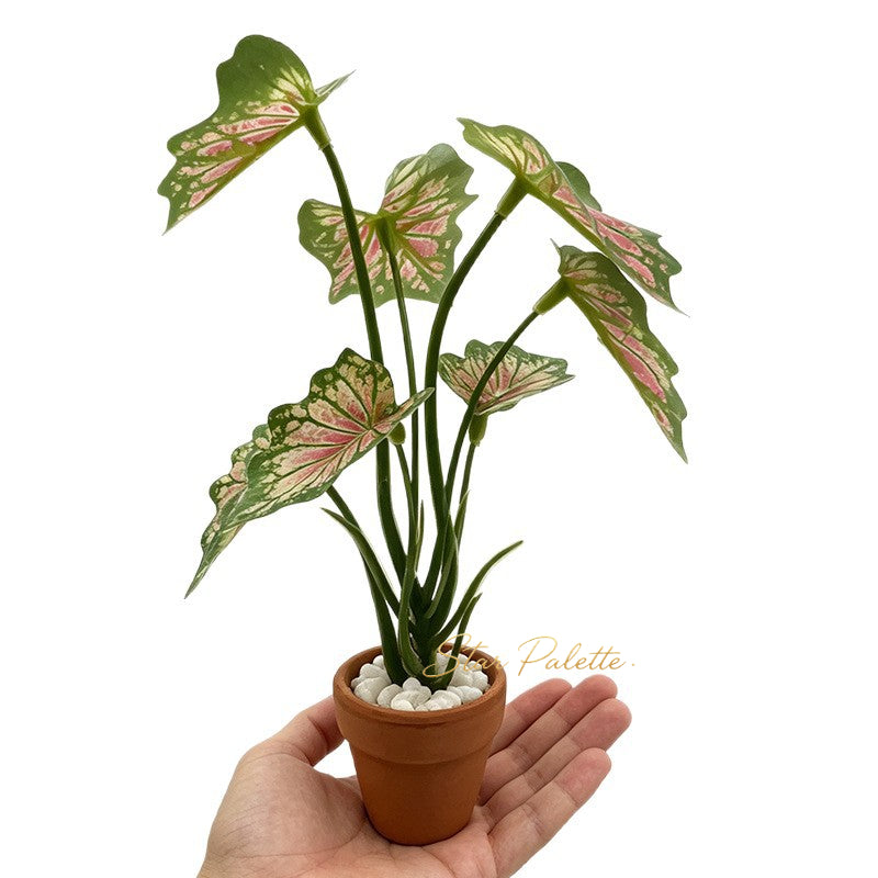 ミニチュア 観葉植物 鉢植え 大型 
