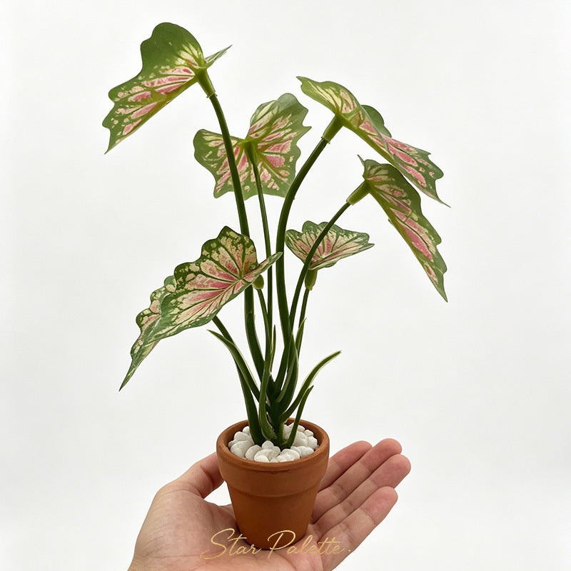 ミニチュア 観葉植物 鉢植え 大型 モンステラ 